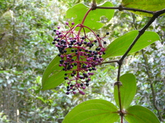 Medinilla speciosa