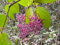 Medinilla speciosa