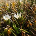 Rockhausenia spathulata - Photo (c) Fabien Anthelme, alguns direitos reservados (CC BY-NC), uploaded by Fabien Anthelme