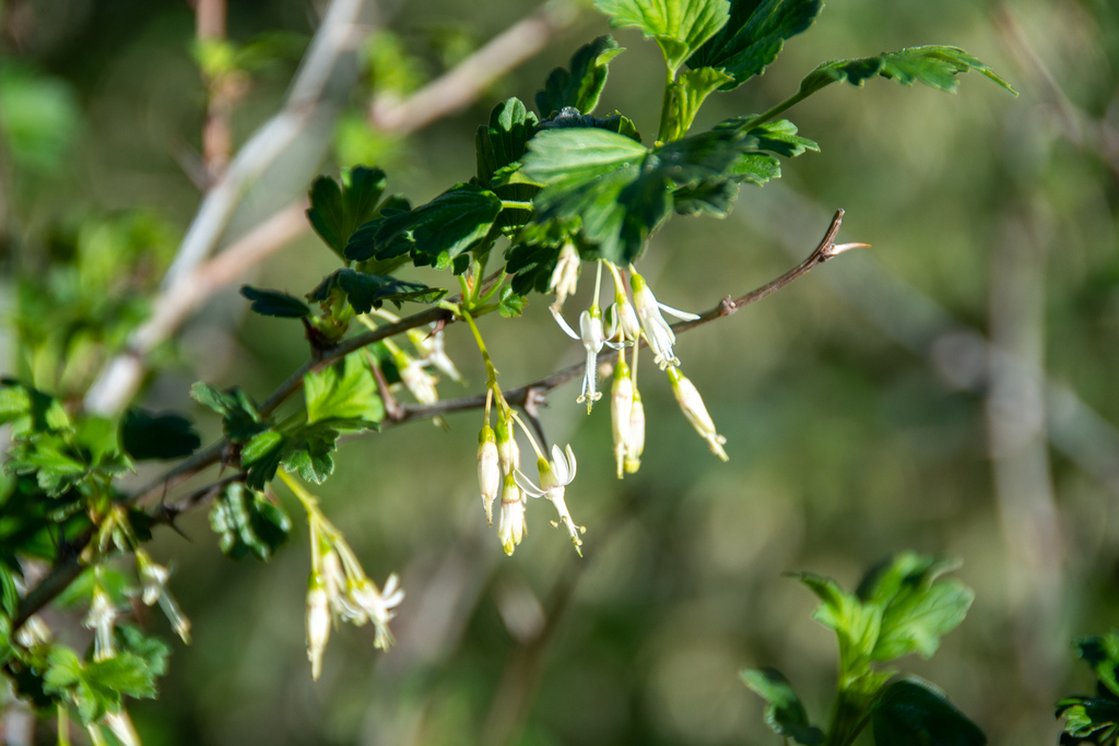 Ribes niveum; photograph (c) Daniel Patterson, some rights reserved (CC BY)