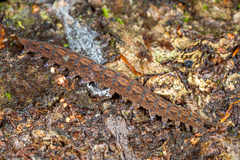 Ooperipatellus