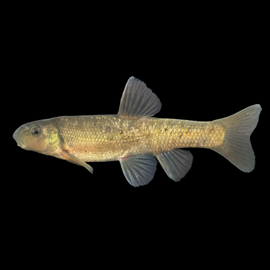 Eastern tonguetied minnow (Exoglossum laurae) — Cyprinidae