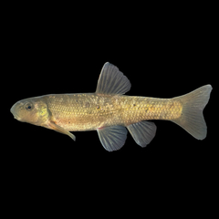 Tonguetied Minnow photo 4