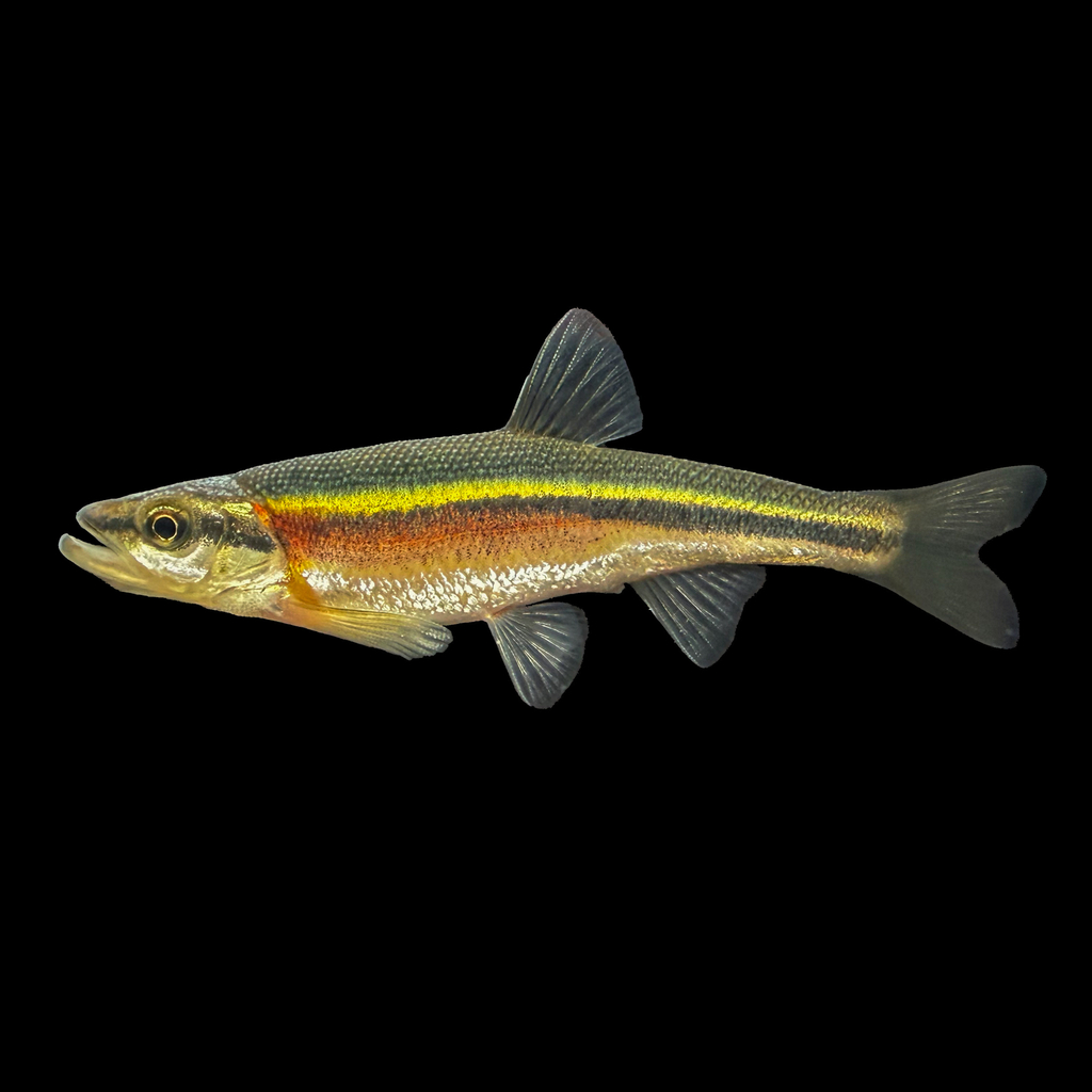Redside Dace