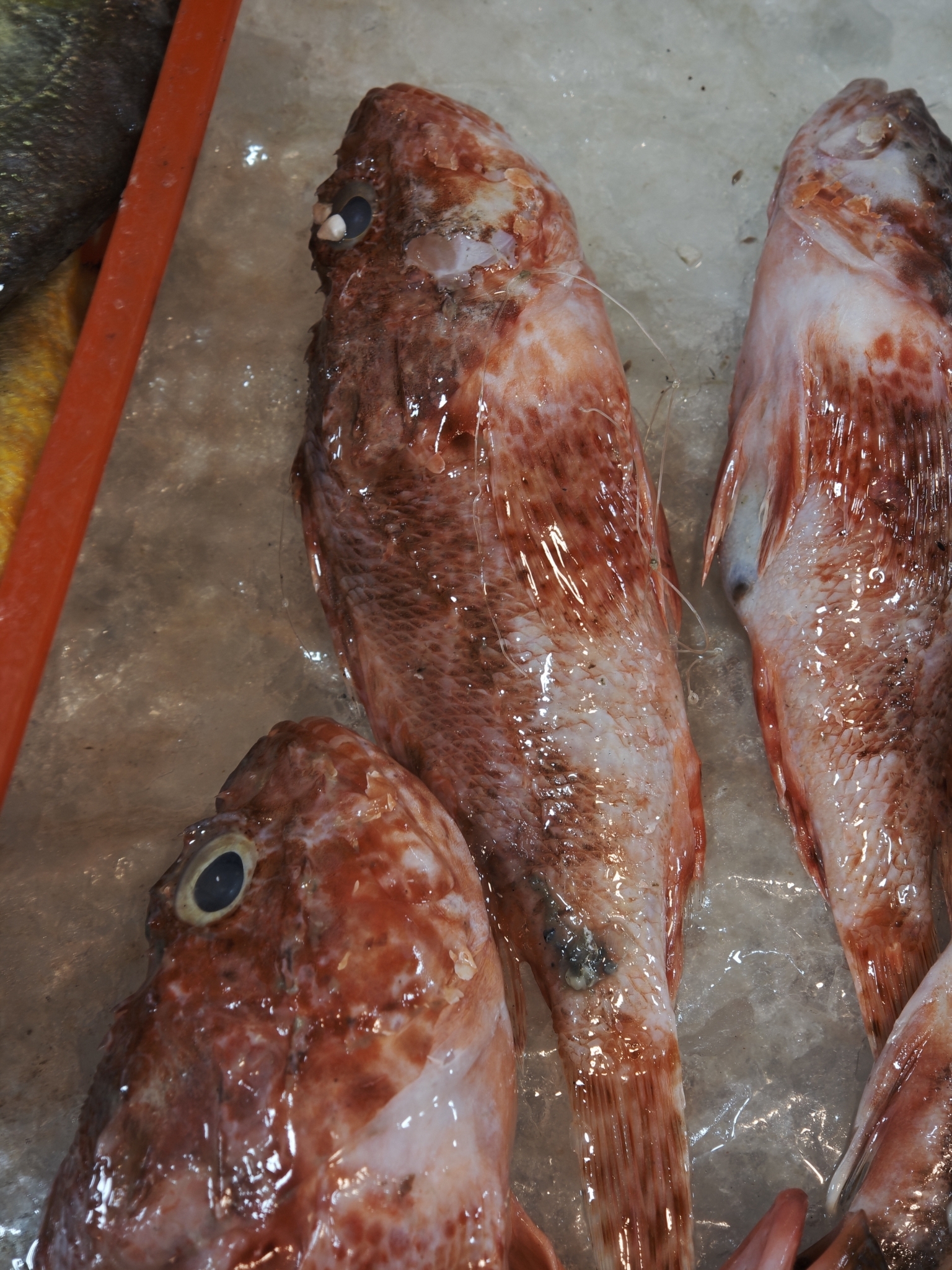 Izu Scorpionfish photo 2
