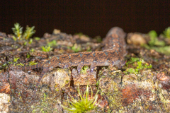Ooperipatellus
