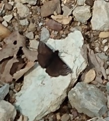 Erynnis brizo