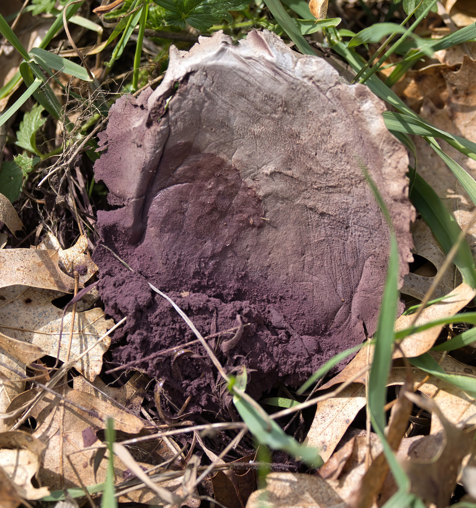 Calvatia cyathiformis · April 2026 · photo: © mcferny (iNaturalist, cc-by)