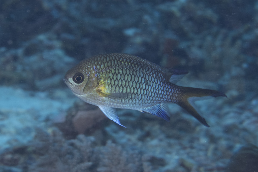 Striped-Tail Puller (Chromis xanthochira)