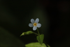 Memoremea scorpioides