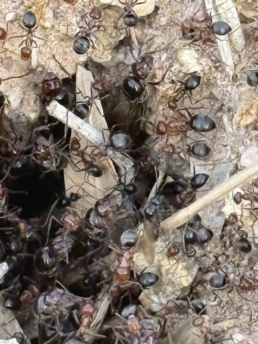 Yellow-headed Honeypot Ant