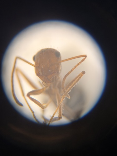 Yellow-headed Honeypot Ant