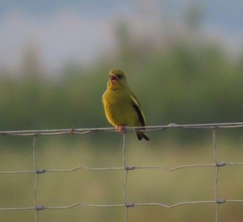 Avistamiento Chloris chloris