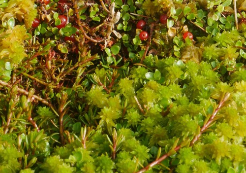 Myriophyllum pedunculatum observed 2026-04-27