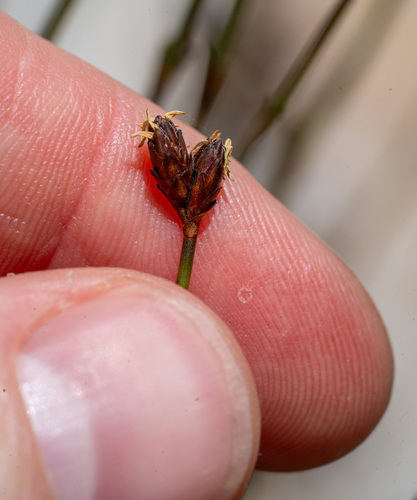 Chordifex hookeri, 2026-01-25