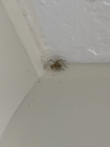 Northern Yellow Sac Spider photo 6