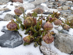 Senecio serratifolius