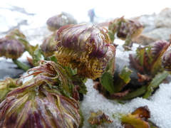 Senecio serratifolius