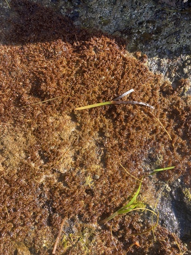 Gelidium pusillum observed 2026-04-29