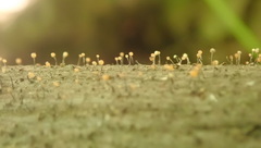 Stilbocrea gracilipes