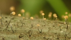 Stilbocrea gracilipes