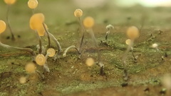 Stilbocrea gracilipes