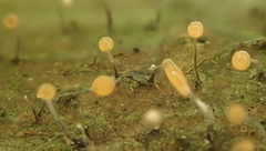 Stilbocrea gracilipes