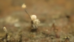 Stilbocrea gracilipes