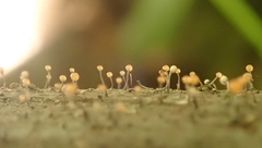 Stilbocrea gracilipes