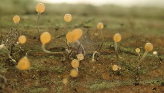 Stilbocrea gracilipes