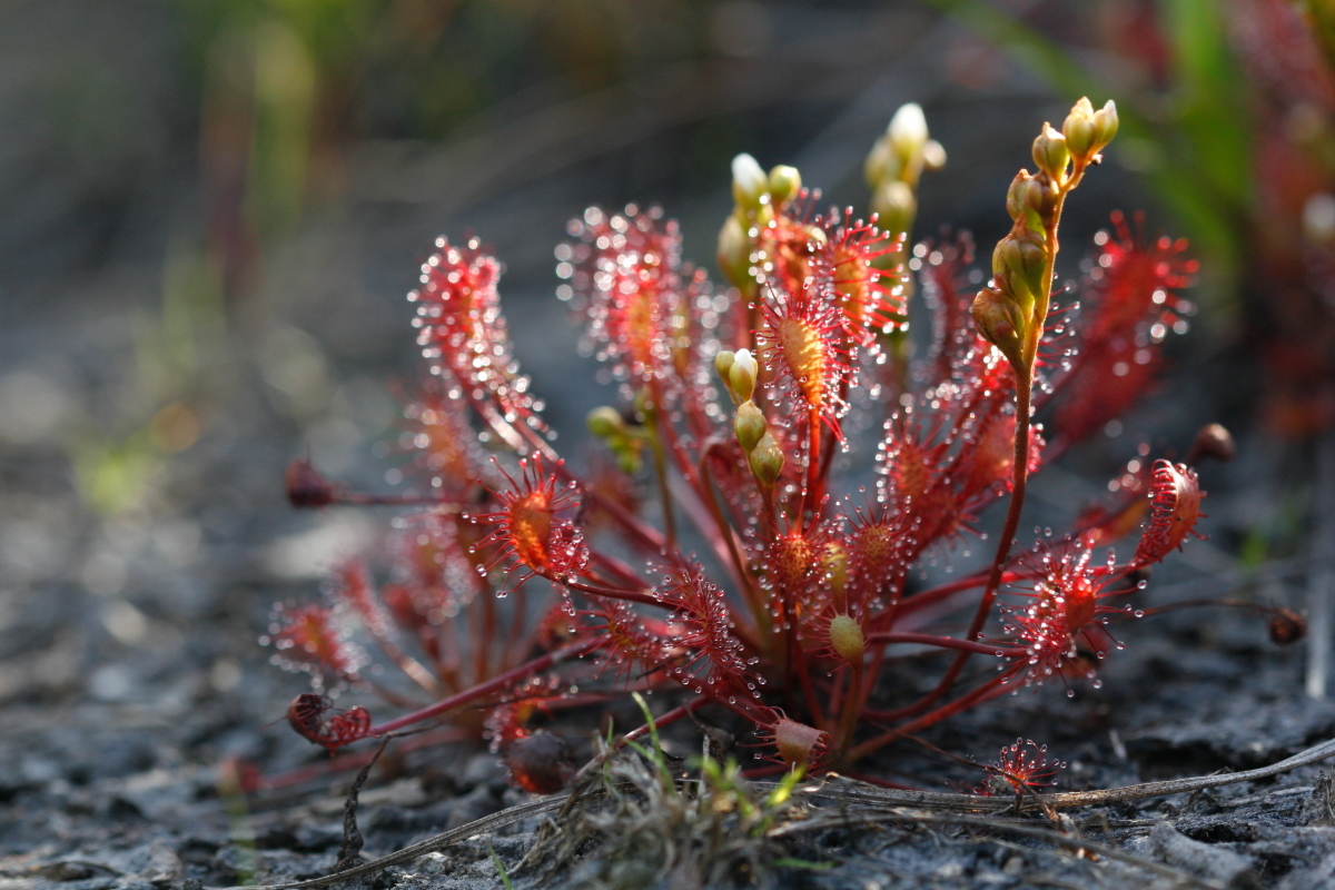 Drosera intermedia