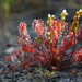 Spoonleaf Sundew - Photo (c) Bastien Louboutin, some rights reserved (CC BY-NC), uploaded by Bastien Louboutin