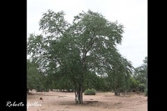 Gonopterodendron sarmientoi