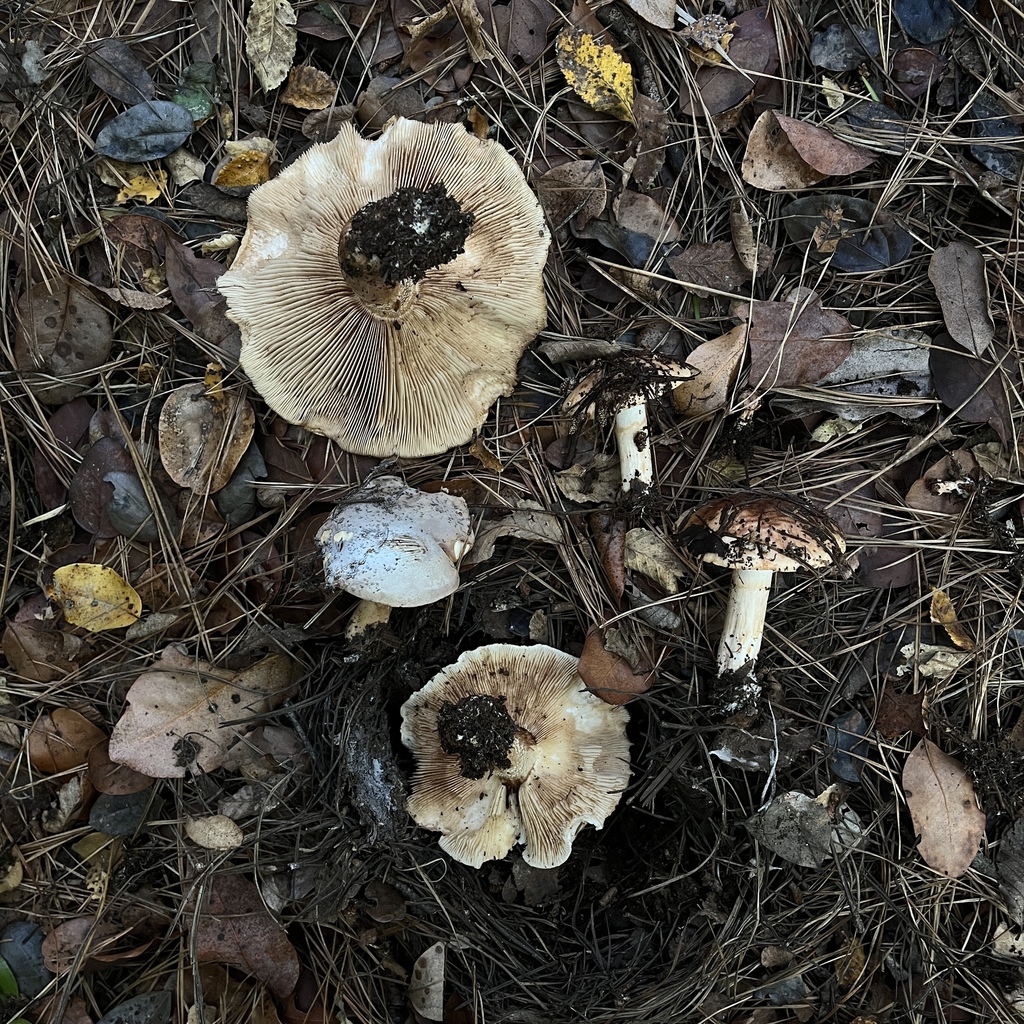 Tricholoma pessundatum