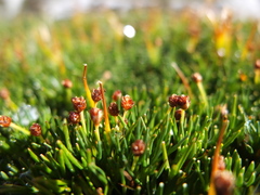 Phylloscirpus boliviensis