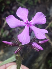Phlox pilosa pilosa