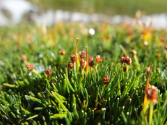 Phylloscirpus boliviensis