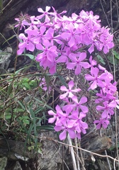 Phlox pilosa pilosa