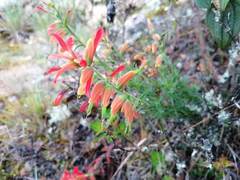 Castilleja integrifolia