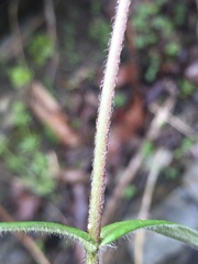 Phlox pilosa pilosa