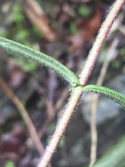Phlox pilosa pilosa