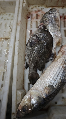 Hapalogenys nigripinnis observed 2026-04-29