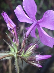 Phlox pilosa pilosa