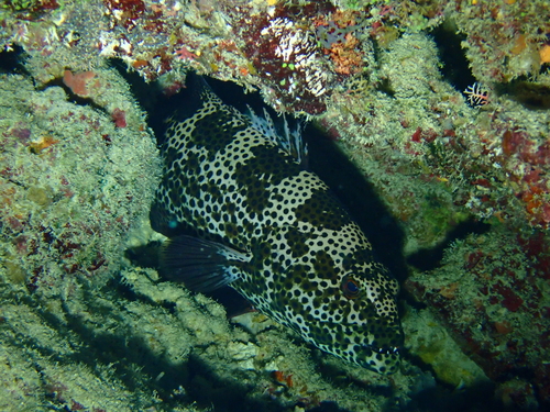 オオアオノメアラ