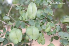 Gonopterodendron sarmientoi