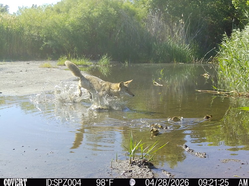 Coyote photographed in Nevada