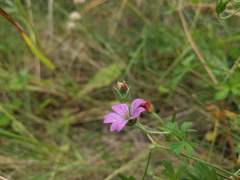 Geranium magellanicum