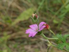 Geranium magellanicum