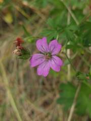 Geranium magellanicum