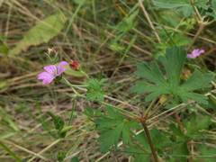 Geranium magellanicum